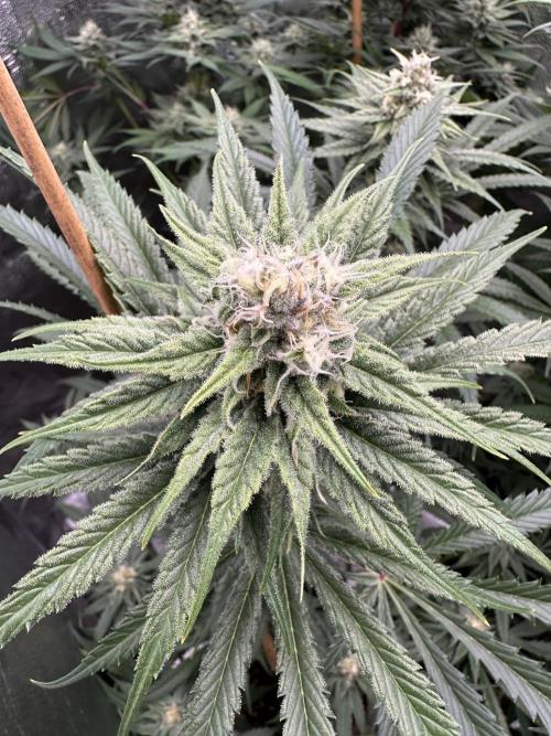 Winter Grow. Week 7 - Kodak