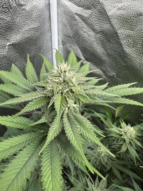 Winter Grow. Week 7 - Ocean Blue