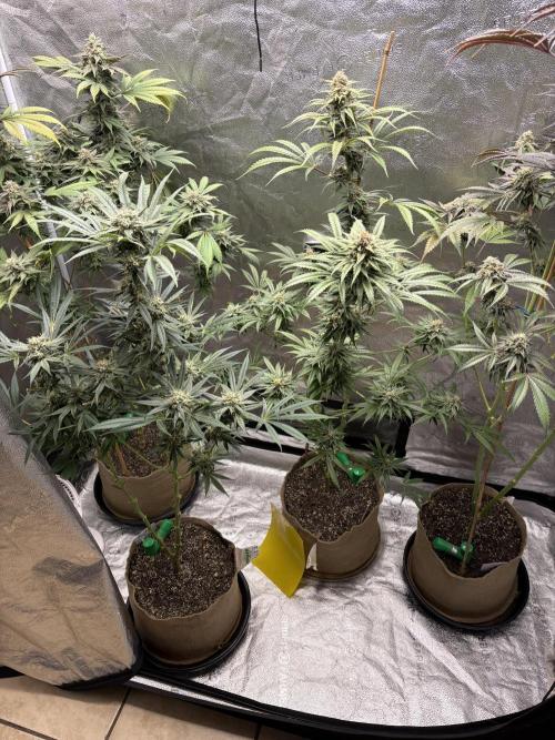 Winter Grow. Week 9 - Wk 8