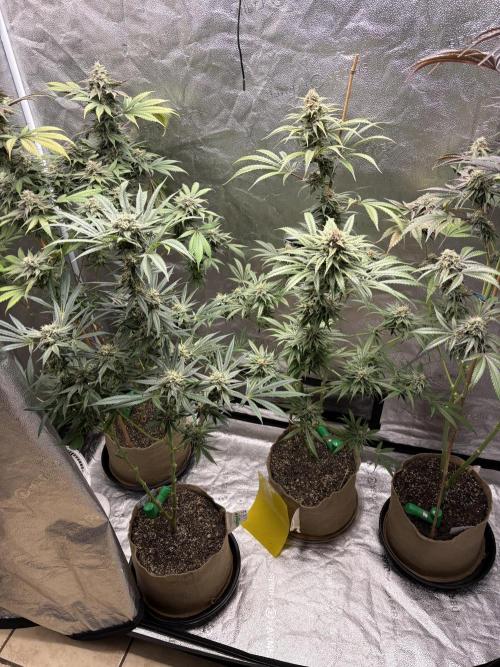 Winter Grow. Week 9 - Wk 8