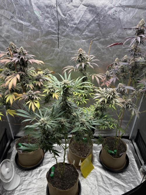 Winter Grow. Week 10 - Wk 10