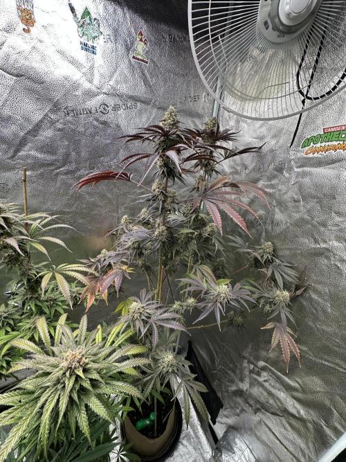 Winter Grow. Week 10 - WPOG 