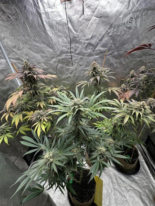 Winter Grow. Week 10 - Wk 10