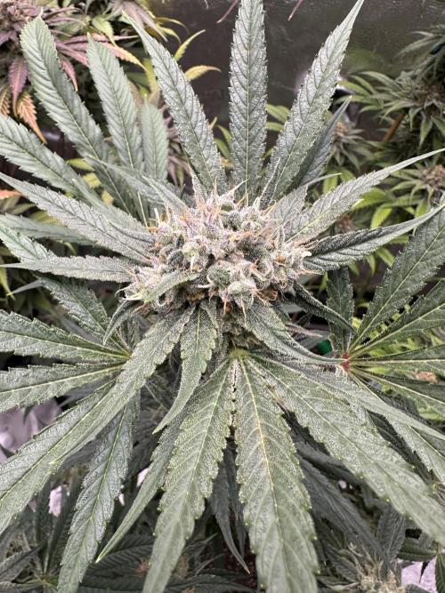 Winter Grow. Week 11