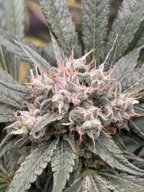Winter Grow. Week 11