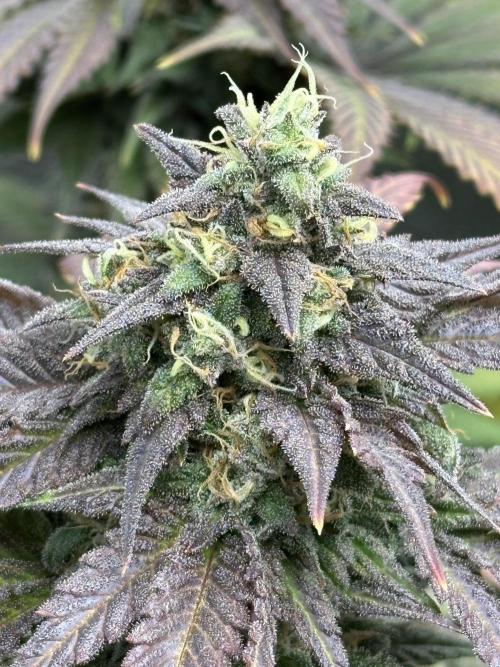 Winter Grow. Week 11