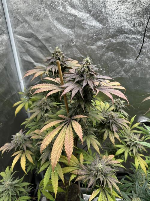 Winter Grow. Week 11