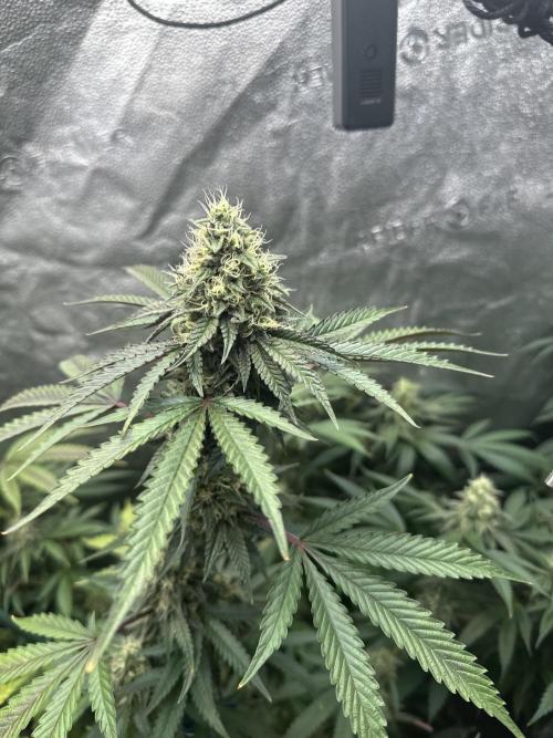 Winter Grow. Week 11