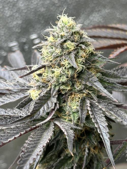 Winter Grow. Week 11