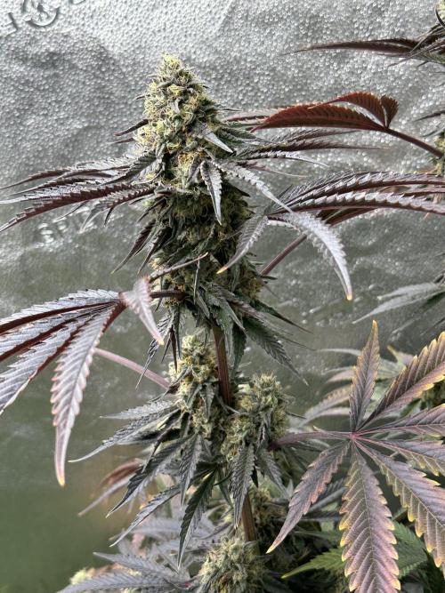 Winter Grow. Week 11