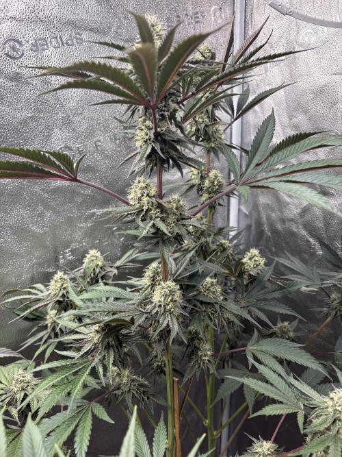 Winter Grow. Week 11