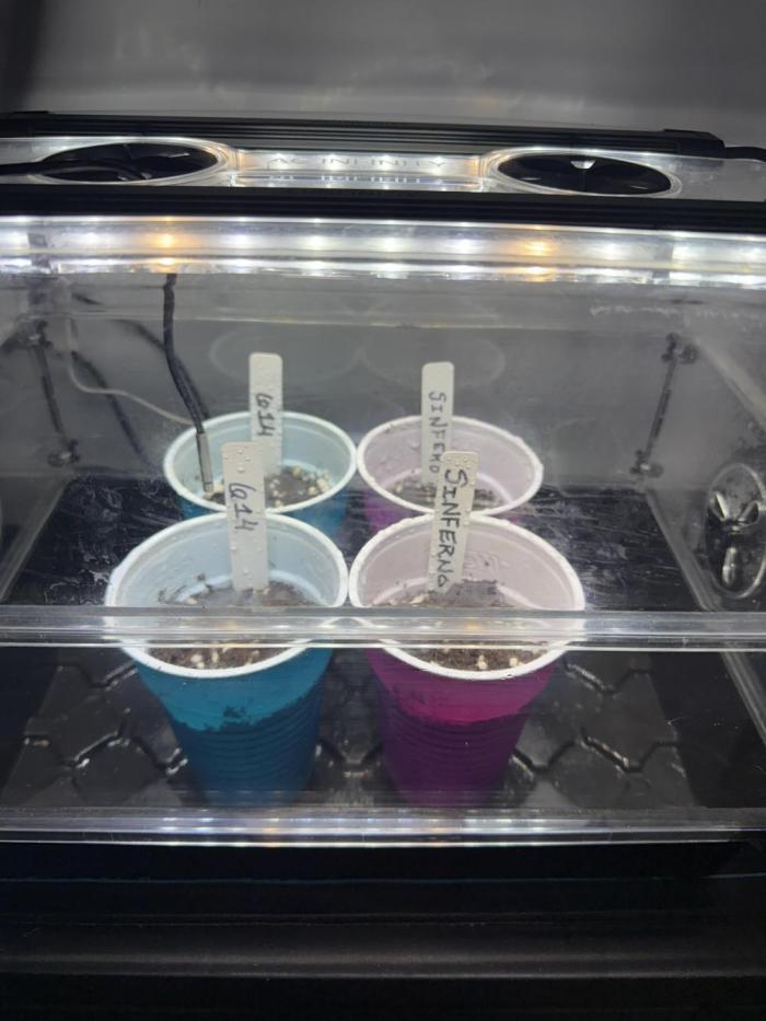 Here comes the boom. Week 0