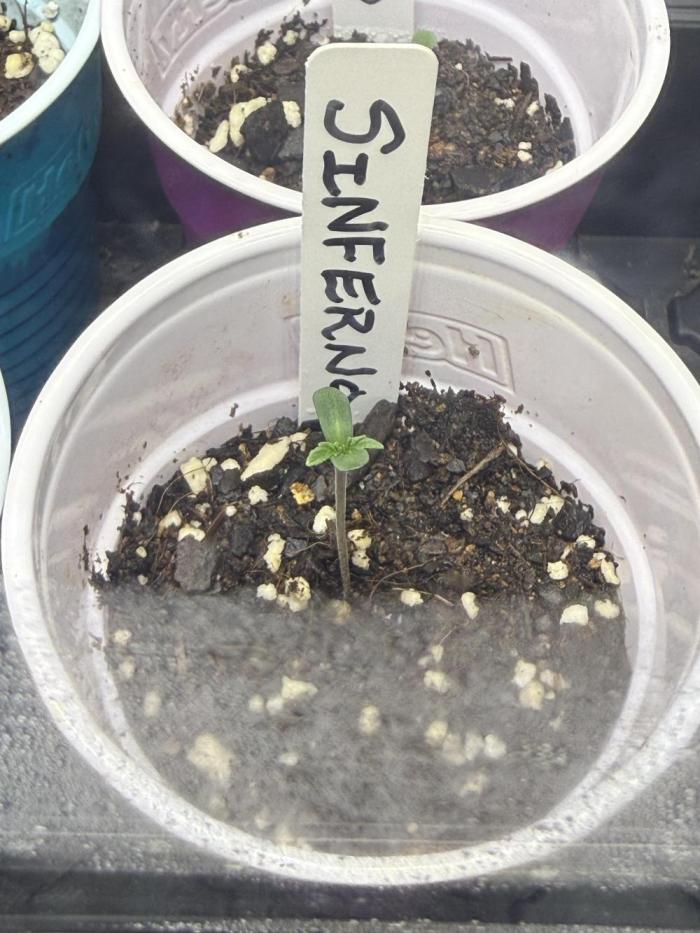 GAS 🍊. Week 1 - There she is..