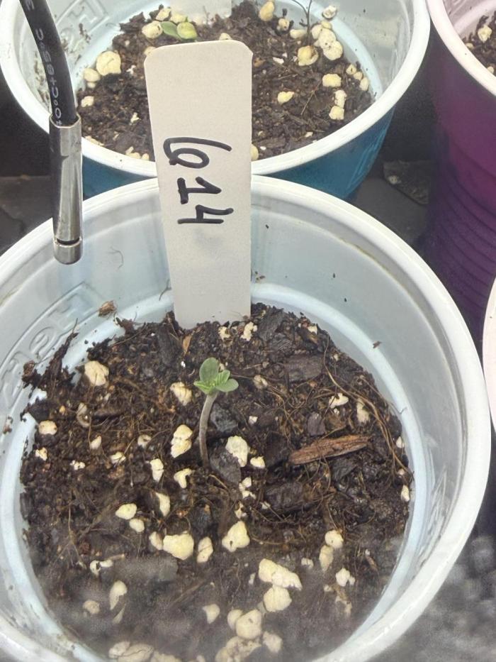 Here comes the 💥. Week 1