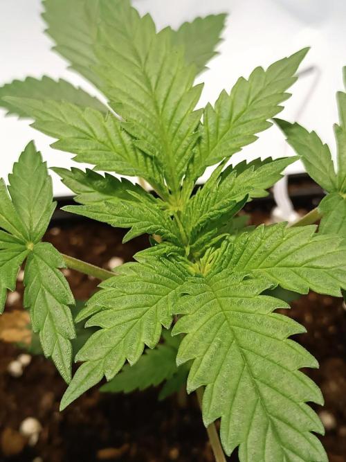 Dognabis#024P. Week 3 - 🌱