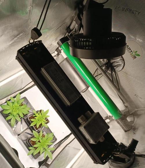 Dognabis#024P. Week 3