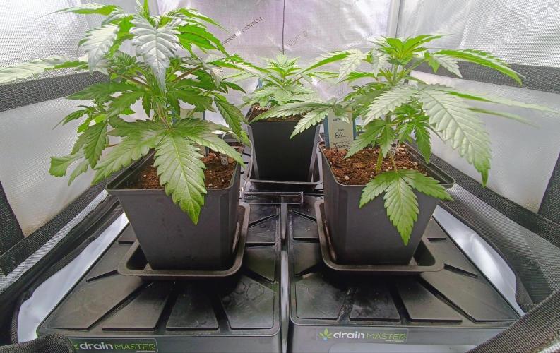 Dognabis#024P. Week 4