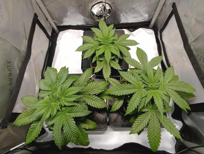 Dognabis#024P. Week 4