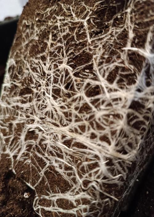 Dognabis#024P. Week 4