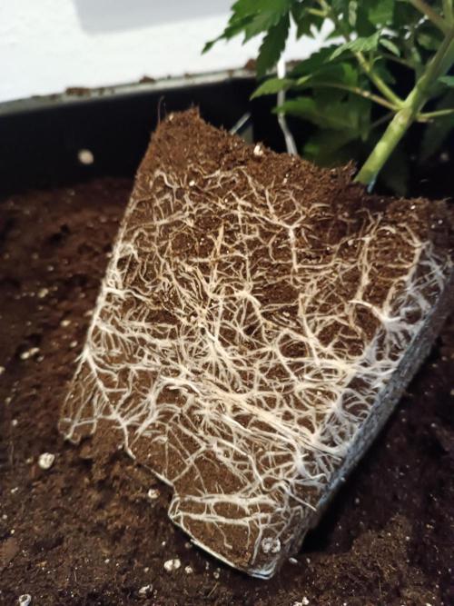 Dognabis#024P. Week 4