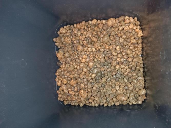 Dognabis#024P. Week 4 - Drainage 