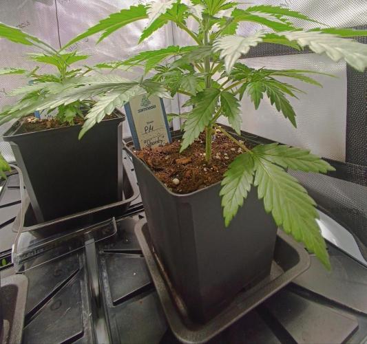 Dognabis#024P. Week 4