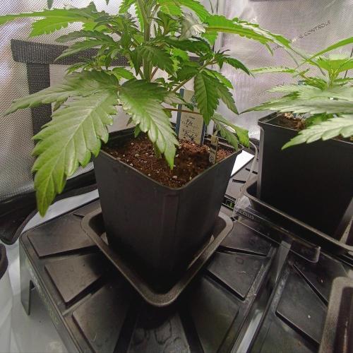 Dognabis#024P. Week 4