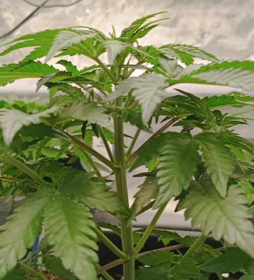 Dognabis#024P. Week 4