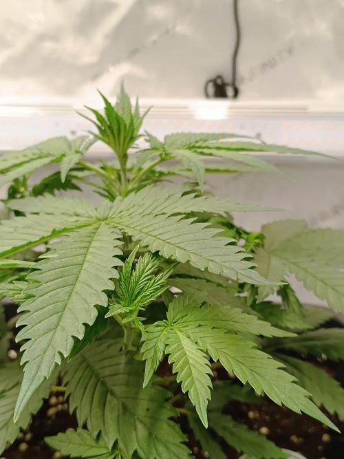 Dognabis#024P. Week 4