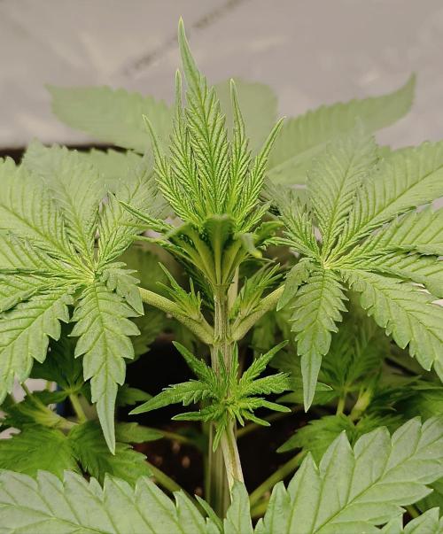 Dognabis#024P. Week 4