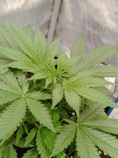 Dognabis#024P. Week 4