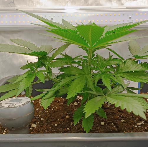 Dognabis#024P. Week 4