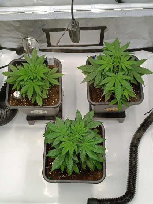 Dognabis#024P. Week 4