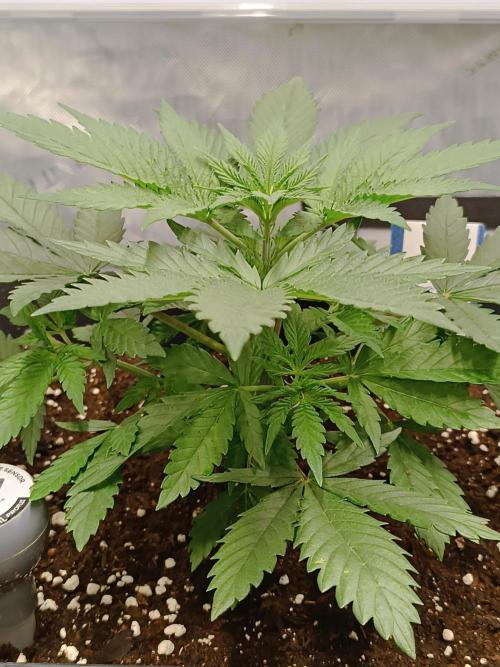 Dognabis#024P. Week 4