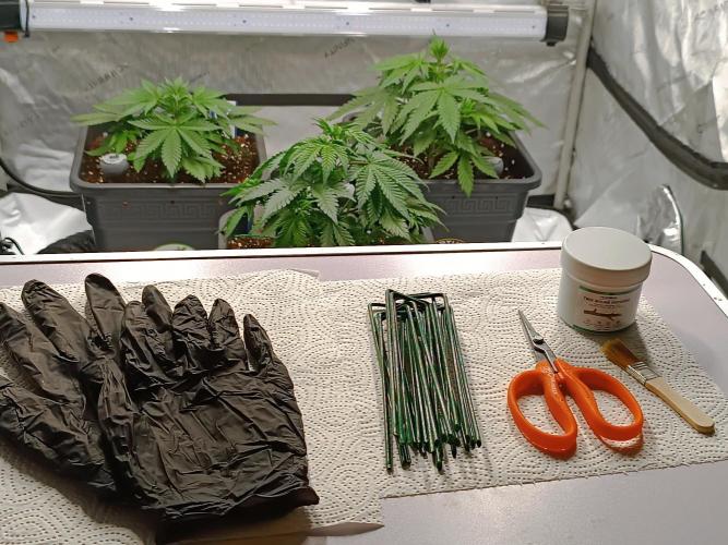 Dognabis#024P. Week 5