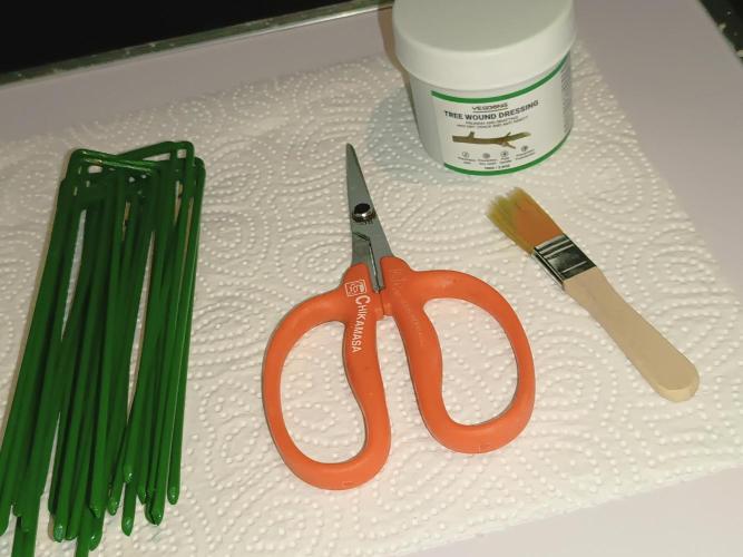 Dognabis#024P. Week 5