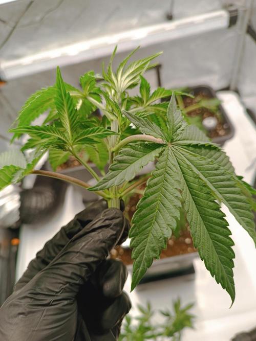 Dognabis#024P. Week 5