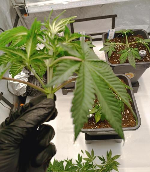 Dognabis#024P. Week 5