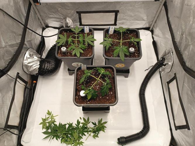 Dognabis#024P. Week 5