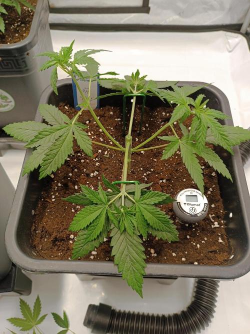 Dognabis#024P. Week 5