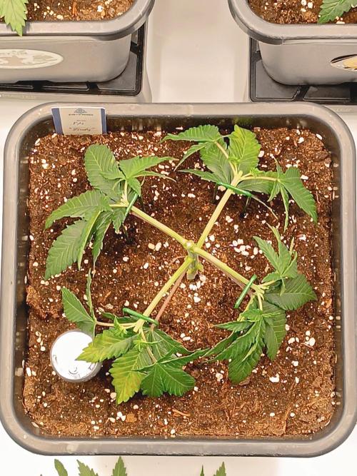 Dognabis#024P. Week 5