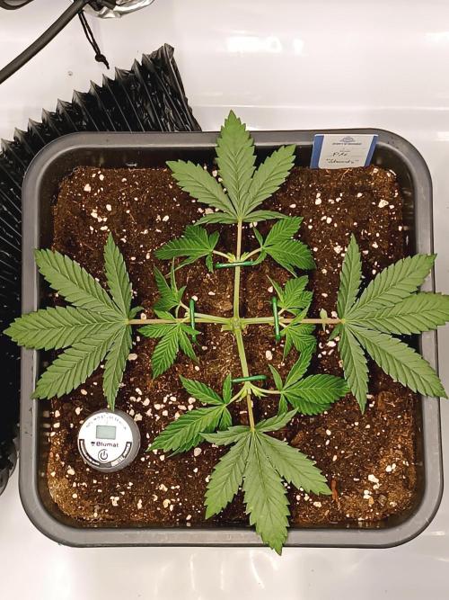 Dognabis#024P. Week 5