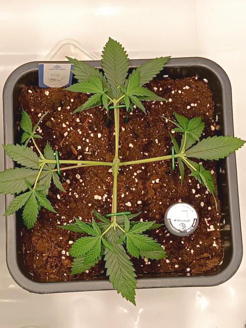 Dognabis#024P. Week 5