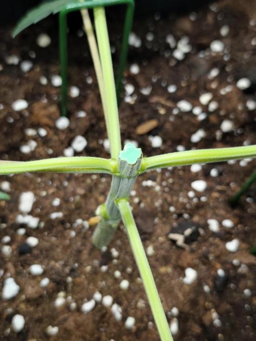 Dognabis#024P. Week 5