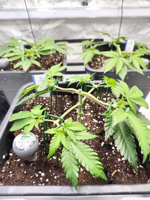 Dognabis#024P. Week 6