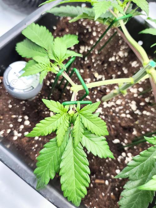 Dognabis#024P. Week 6