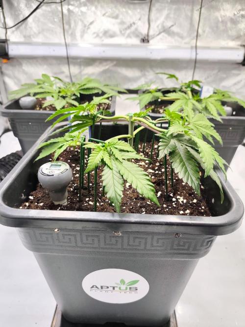 Dognabis#024P. Week 6