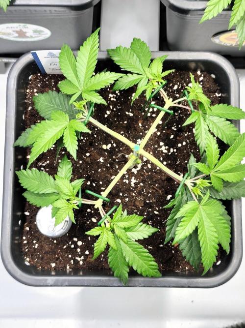 Dognabis#024P. Week 6