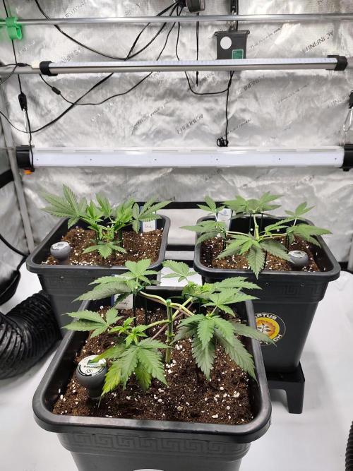 Dognabis#024P. Week 6