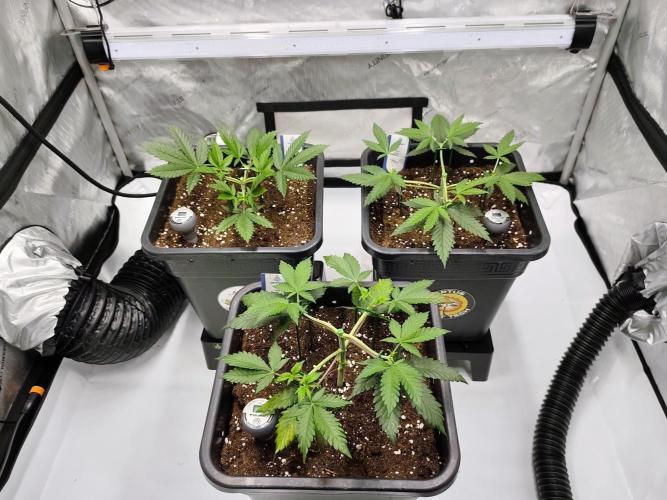 Dognabis#024P. Week 6